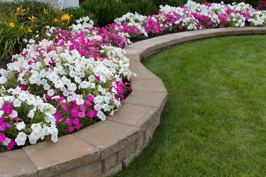 Pink and white petunias and border with stones