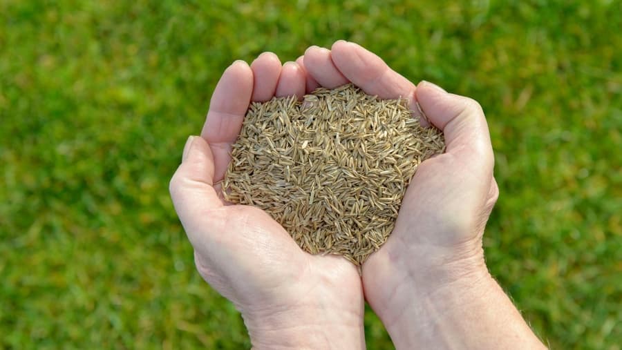 Hand holding pile of grass seed